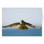Hovering Kestrel Cards