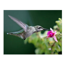 Hovering Post Card