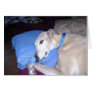How Every Greyhound should Live Greeting Cards
