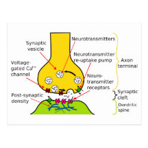 How Nerve Signals Are Sent With Synapses Diagram Post Cards