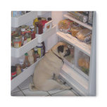 Howie Pee Pugpants