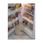 Howie Pee Pugpants