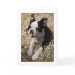 Howie Sticks His Tongue Out cards
