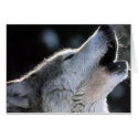 howl cards