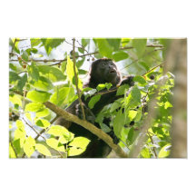 Howler Monkey in the Jungle Photo