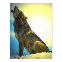 Howling Wolf at Sunset Postcard