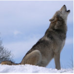 Howling Wolf photo sculptures