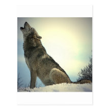 Howling Wolf Post Card