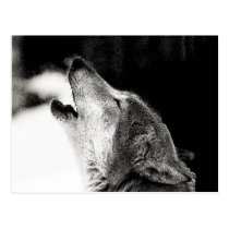 Howling Wolf postcards