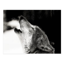 Howling Wolf Postcard