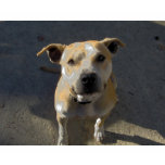 HPIM0889, Help a Pit Bull Neuter Michael Vick t-shirts