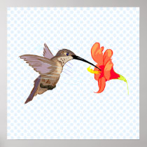 Hubert Hummingbird Posters