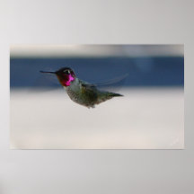 Hue the Hummingbird in Flight ~Print~