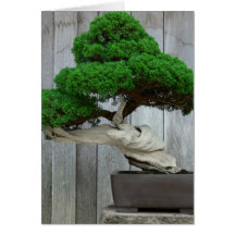 Huge Juniper Bonsai Greeting Card