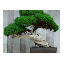 Huge Juniper Bonsai Post Cards