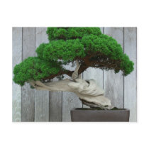 Huge Juniper Bonsai Post Cards