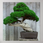 Huge Juniper Bonsai posters