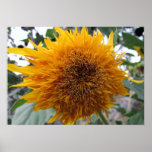 Huggable Sunflower Poster