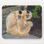 Hugging Buff Cheeked Gibbons Mousepad