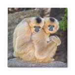 Hugging Monkeys Magnet