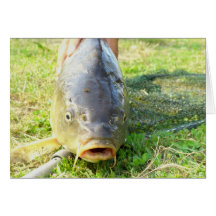 Huh? - Carp Close up Cards