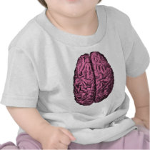 Human Anatomy Brain