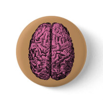 Human Anatomy Brain