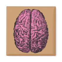 Human Anatomy Brain
