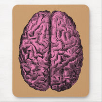 Human Anatomy Brain