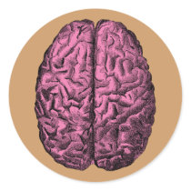 Human Anatomy Brain
