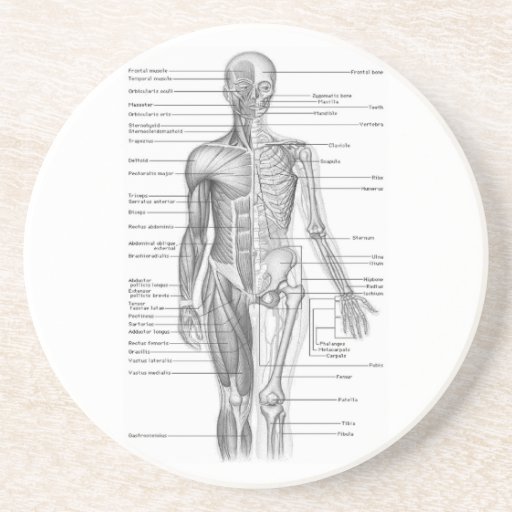 Anatomy Chart Gifts - T-Shirts, Art, Posters & Other Gift Ideas | Zazzle