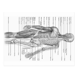 Anatomy Postcards | Zazzle.co.uk