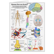 Human Brain and Central Nervous System Diagram Card