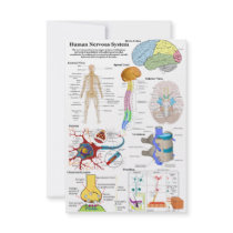 Human Brain and Central Nervous System Diagram Personalised Invite