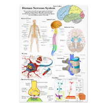 Human Brain and Central Nervous System Diagram Personalised Invite