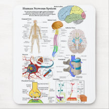 Human Brain and Central Nervous System Diagram Mouse Pad