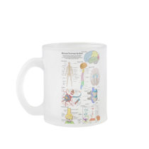 Human Brain and Central Nervous System Diagram Coffee Mug