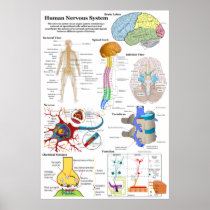 Human Brain and Central Nervous System Diagram Poster