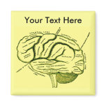 Human Brain magnets