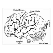Human Brain Postcard