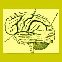 Human Brain posters