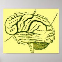 Human Brain Posters