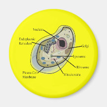 Human Cell Biology T-Shirts Refrigerator Magnet