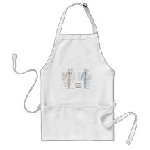 Human Circulatory System of Arteries and Veins Aprons