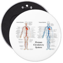 Human Circulatory System of Arteries and Veins Pinback Buttons