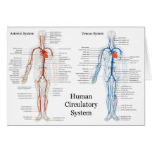 Human Circulatory System of Arteries and Veins Card