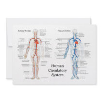 Human Circulatory System of Arteries and Veins