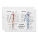 Human Circulatory System of Arteries and Veins invitations