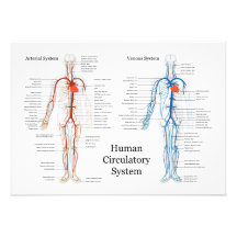 Human Circulatory System of Arteries and Veins Invitation