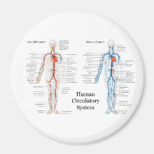 Human Circulatory System of Arteries and Veins Refrigerator Magnets